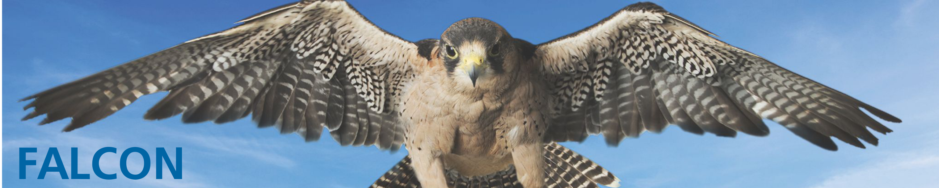 Falcon